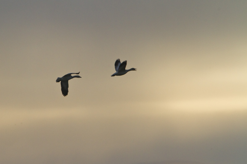 Snow Geese In Flight